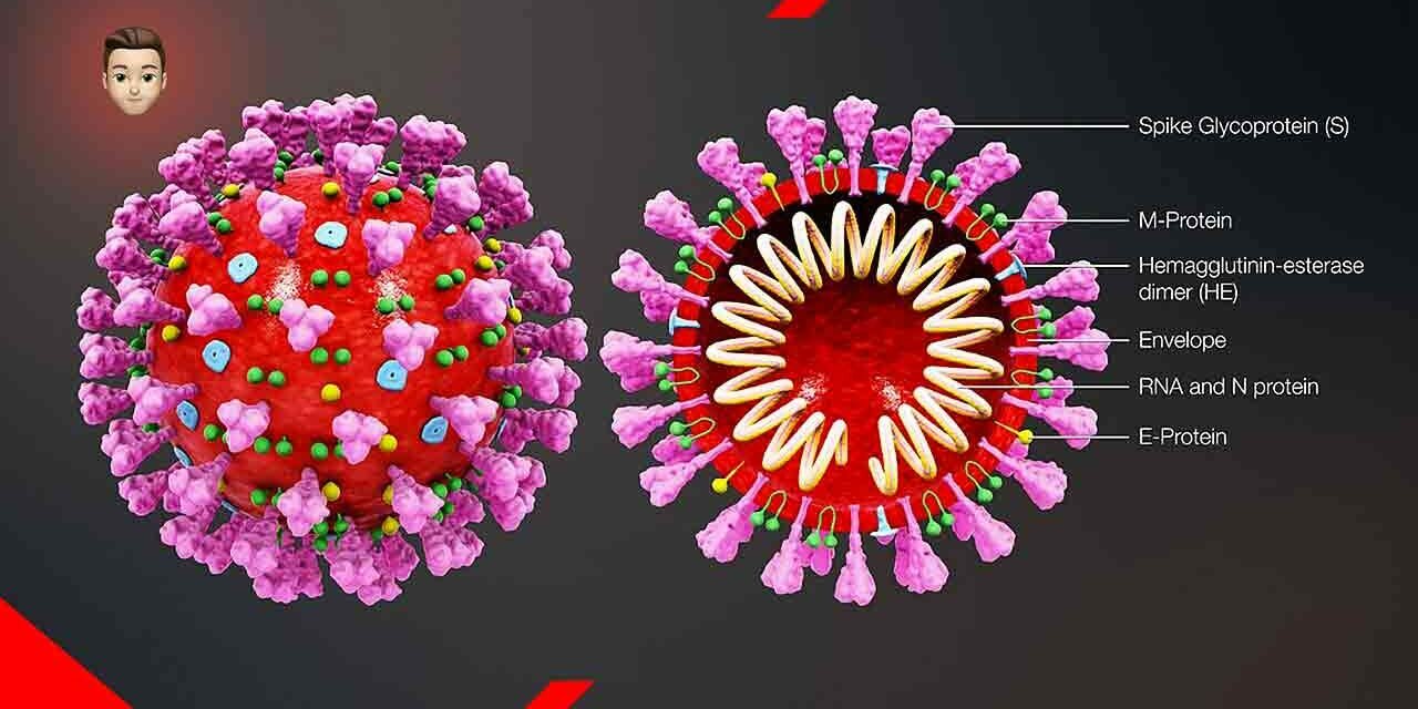 Il Covid-19 a causa dell'azione della proteina Spike non è solo una malattia respiratoria ma anche e soprattutto vascolare.