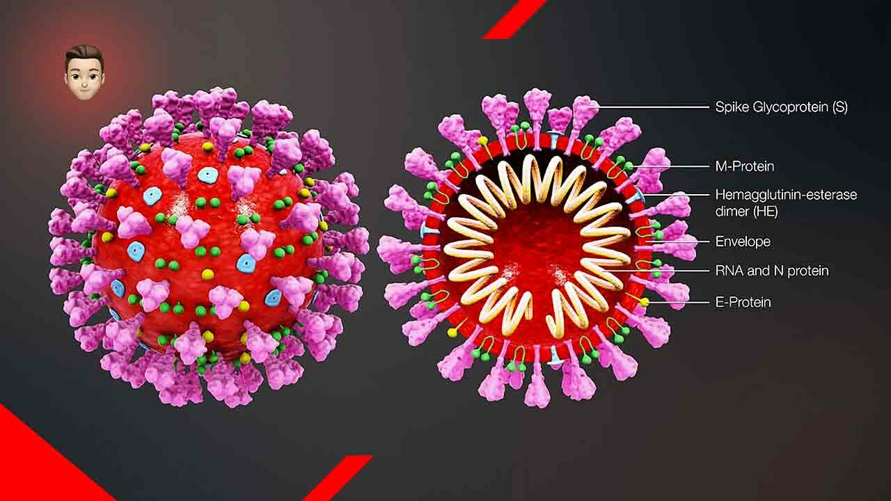 Il Covid-19 a causa dell'azione della proteina Spike non è solo una malattia respiratoria ma anche e soprattutto vascolare.