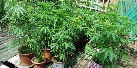 Testo per coltivazione di cannabis Approvato marijuana