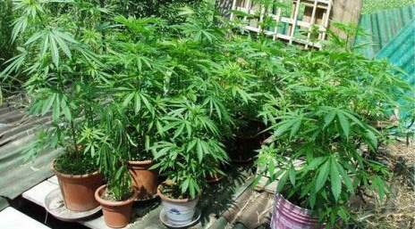 Testo per coltivazione di cannabis Approvato marijuana