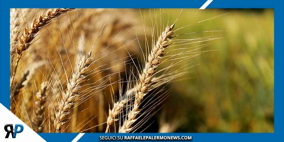 Divella: “Problemi approvvigionamento del grano per Italia” Divella: “Problemi approvvigionamento del grano per Italia”