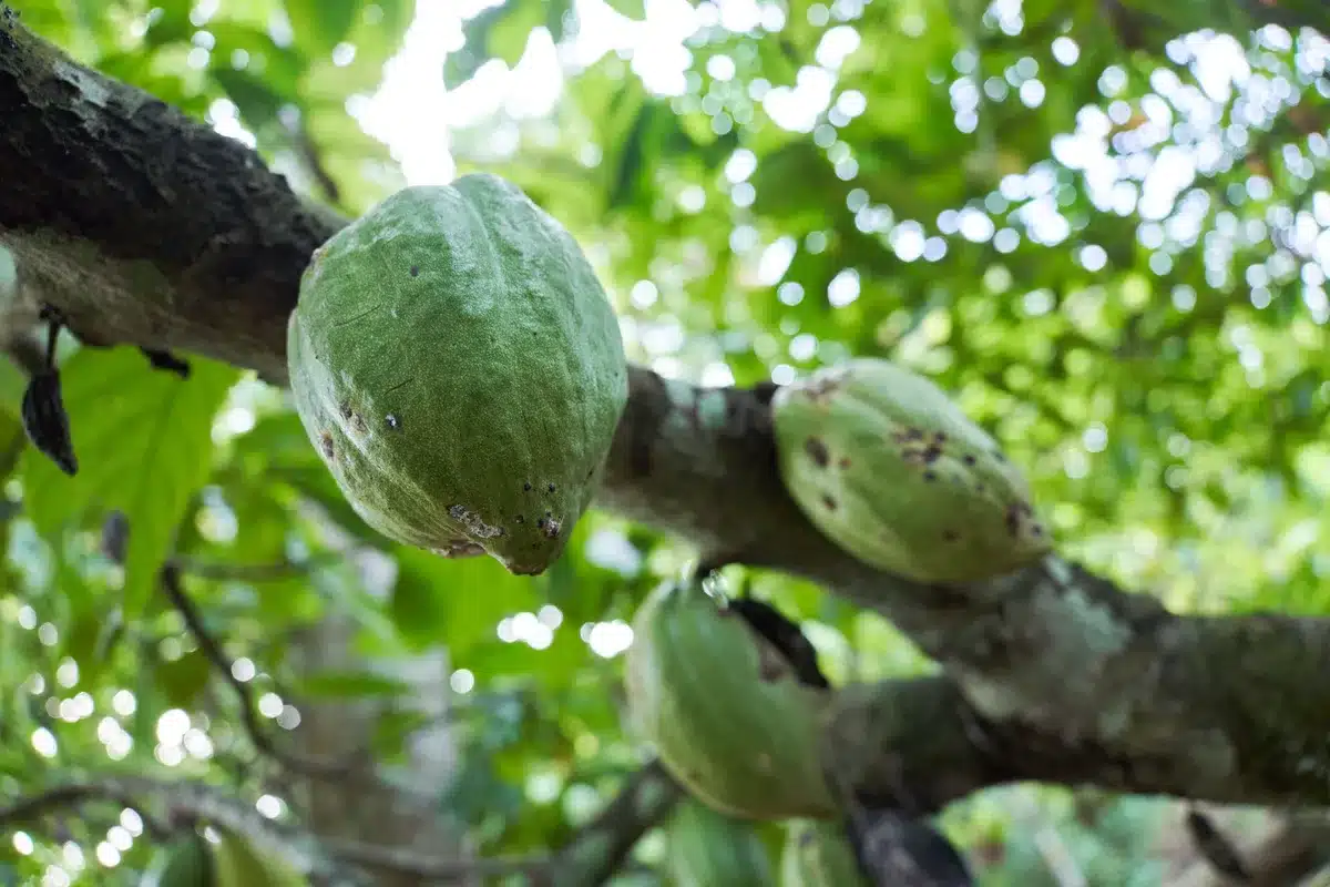 Albero di cacao in una piantagione tropicale con frutti maturi