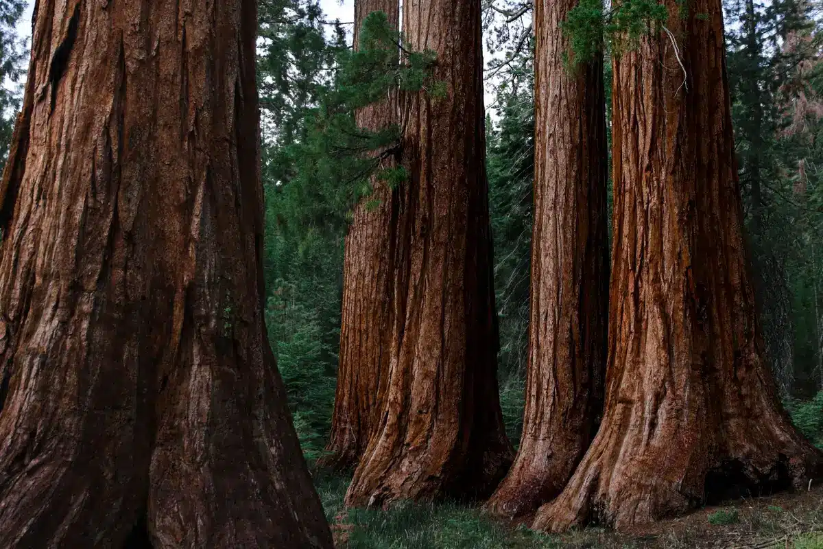 Sequoia gigante della California che si innalza verso il cielo tra la foresta