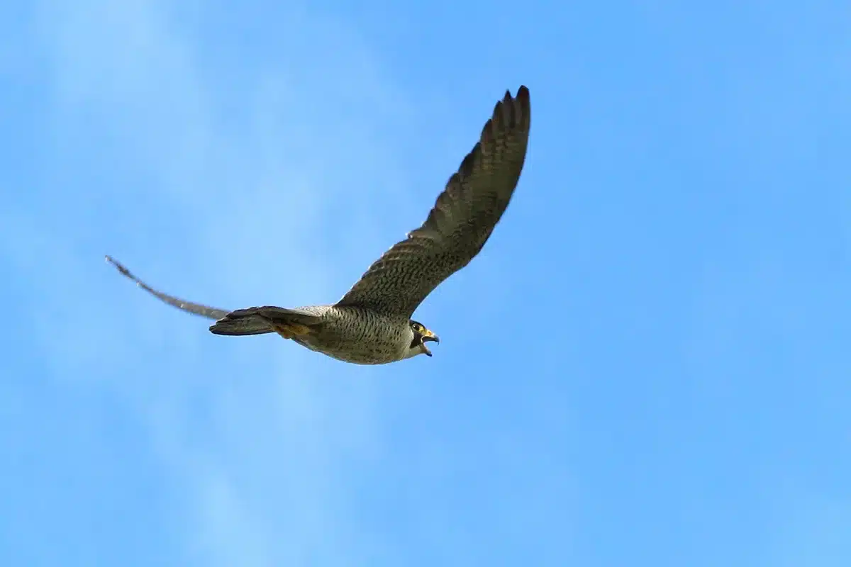 Falco pellegrino in picchiata, l'uccello più veloce del mondo