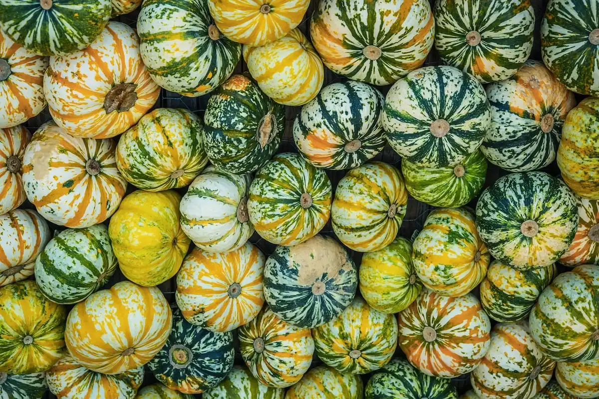 Mani che ordinano carte da collezione rare in buste di conservazione con certificati di autenticità sotto luce delicata.