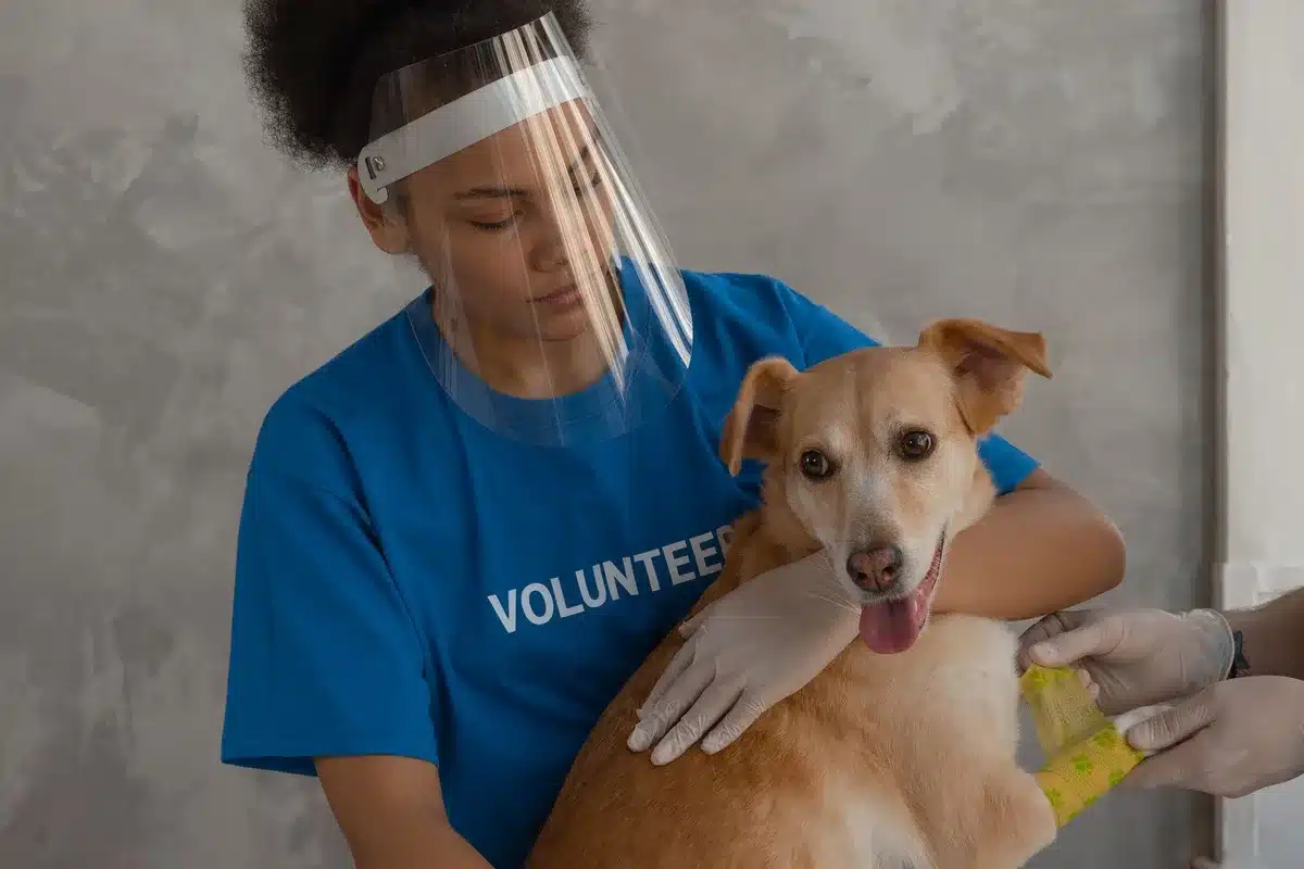 Mani che accarezzano un cane o un gatto in una clinica veterinaria, protezione assicurativa per animali domestici
