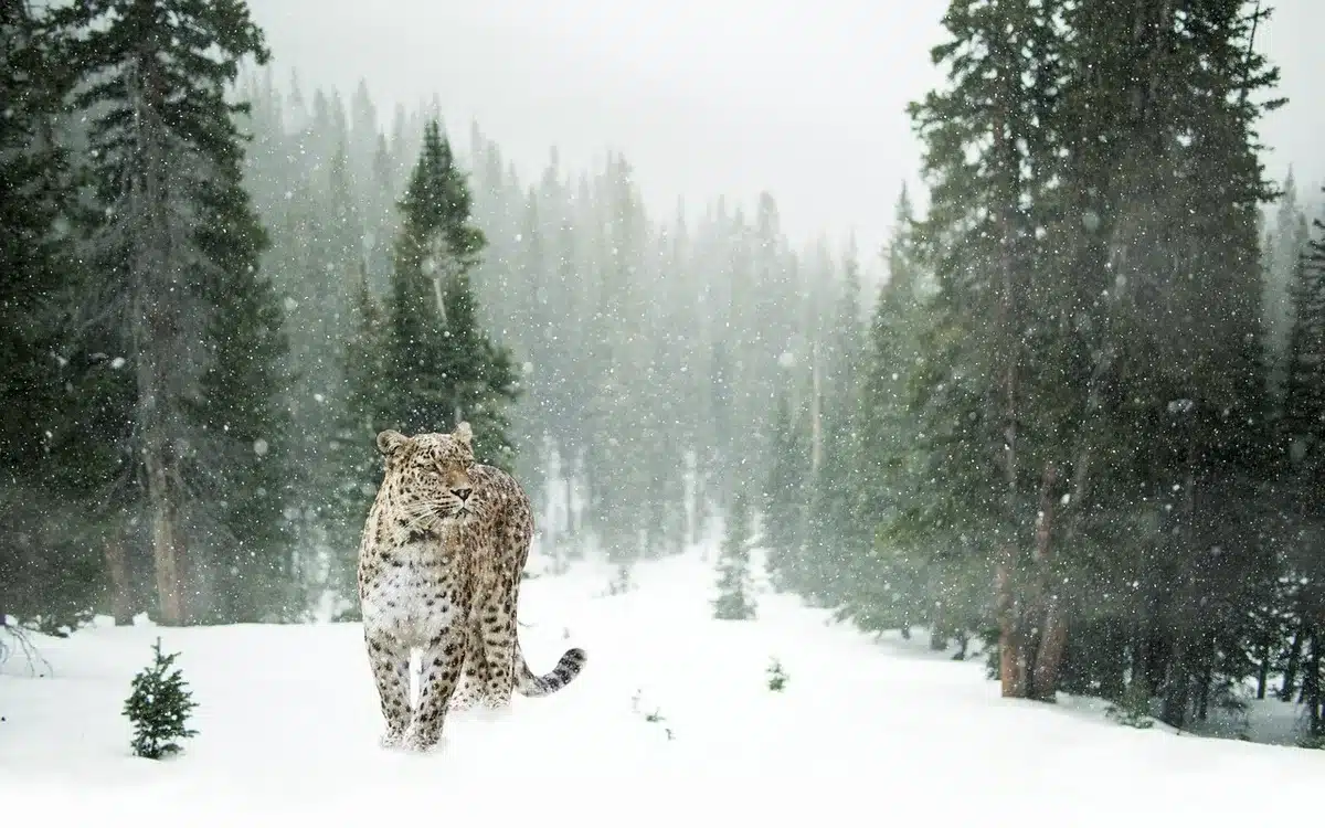 Animali selvatici come alci visibili nel paesaggio innevato di un parco nazionale