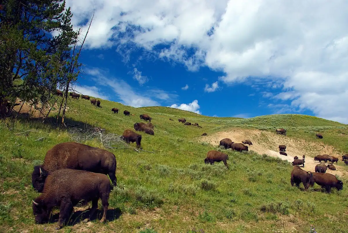Bisonte che pascola in una prateria del parco nazionale