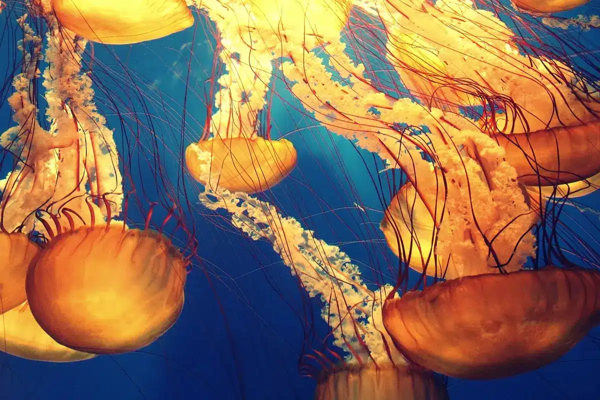 Calamaro gigante nelle profondità marine buie dell'oceano