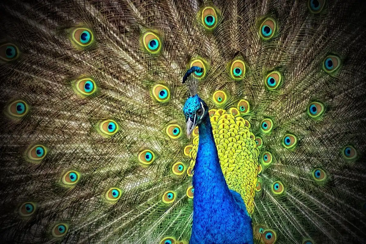 Collage di animali esotici: pesce camminatore, tucano colorato e farfalla di vetro in habitat naturale