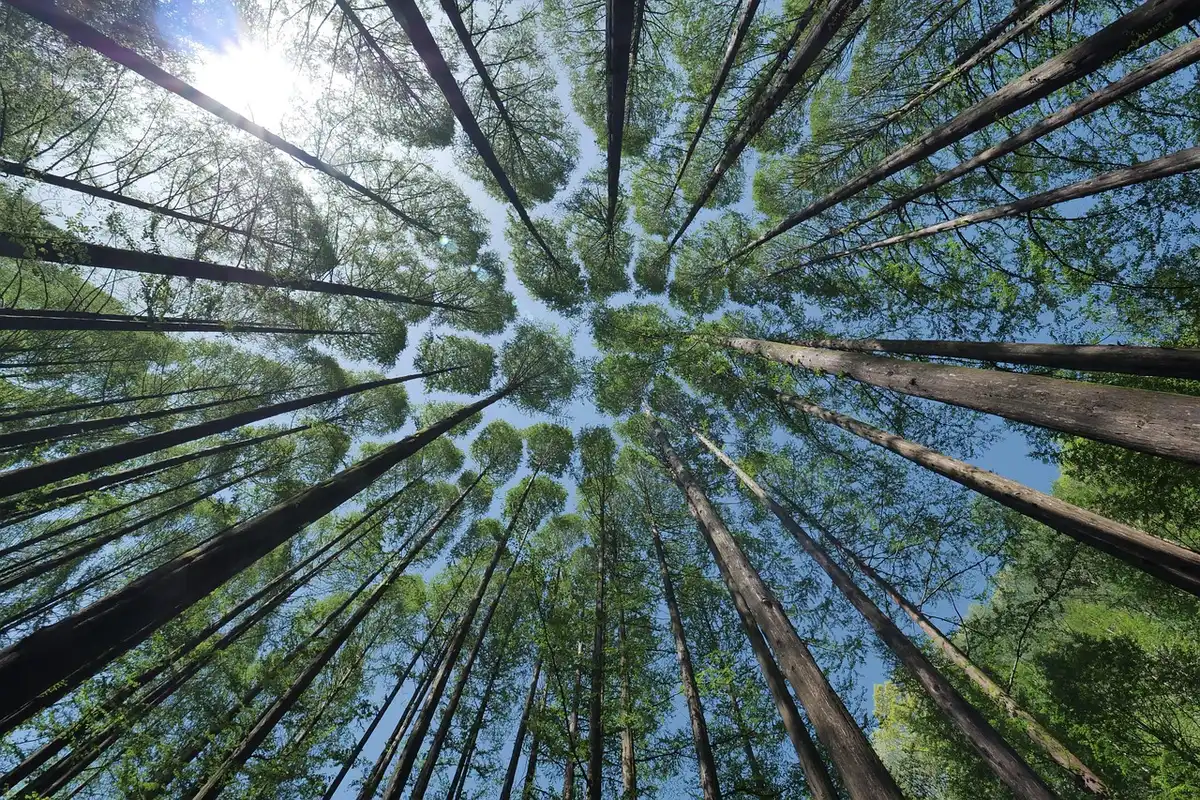 Ricercatore al lavoro su una passerella nella chioma degli alberi