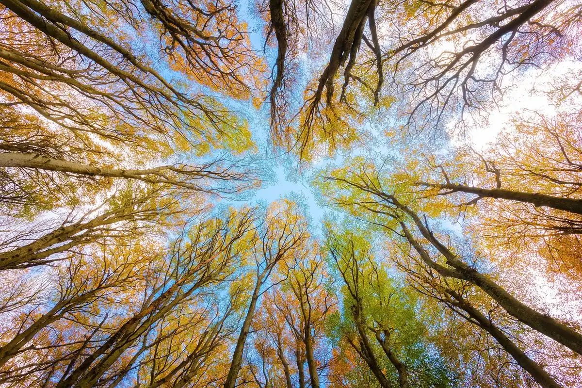 Passerella sospesa tra chiome di sequoie vista dal basso in una foresta soleggiata